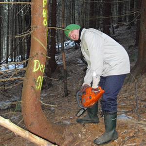 Thomas Darr fllt denn ausgewhlten Baum